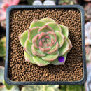 Echeveria 'Malgan' 1" Succulent Plant