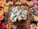 Echeveria 'Blue Spur' 2"-3" Succulent Plant