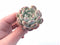 Echeveria Viyant Small 1”-2” Rare Succulent Plant
