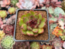 Echeveria Agavoides 'Black Queen' 2"-3" Succulent Plant