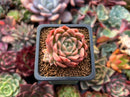 Echeveria 'Red Mill' 2" Seed-grown New Hybrid Succulent Plant