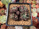 Echeveria 'Joan Daniel' 3" Cluster Succulent Plant
