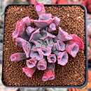 Echeveria 'Trumpet Pinky' 2" Succulent Plant