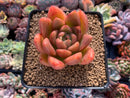 Echeveria Agavoides sp. 3” Succulent Plant