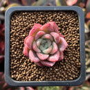 Echeveria 'Red Ice' 1/2"-1" Small Succulent Plant
