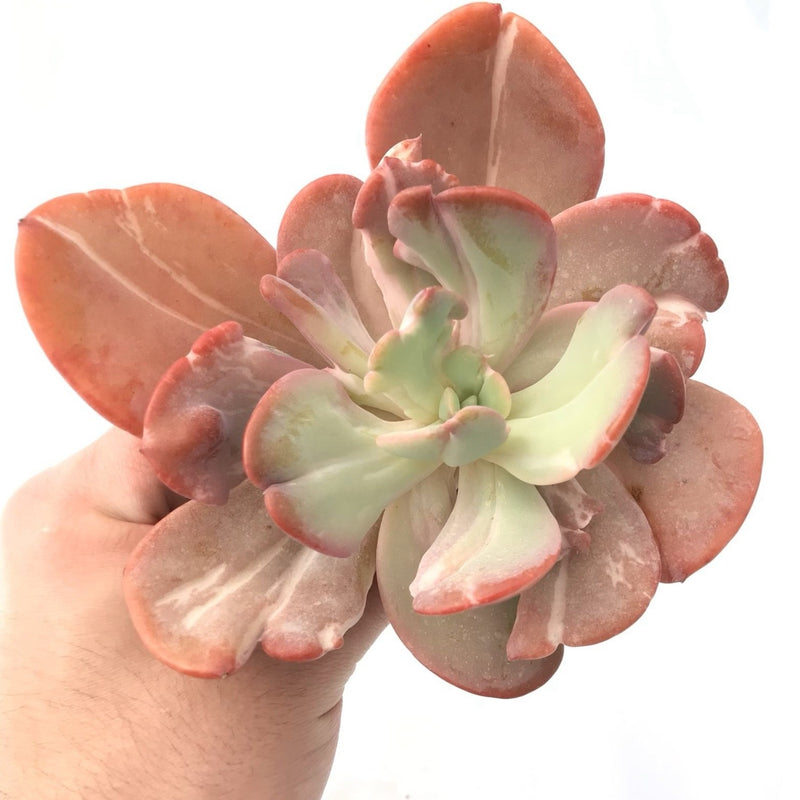 Echeveria 'Beserk' Variegated Extra Large 7"+ Succulent Plant