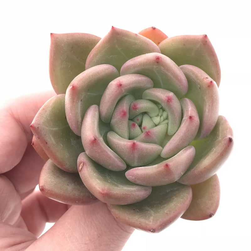succulent night Echeveria ‘White Night’ 3” Rare Succulent Plant