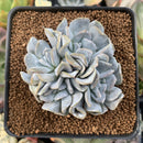 Echeveria 'Exotic' 2"-3" Cluster Succulent Plant