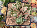 Echeveria 'Black Hawk' 3" Cluster Succulent Plant