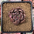 Echeveria Agavoides 'Magic Plot' 2" Succulent Plant