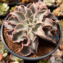 Echeveria 'Madiba' 5" Succulent Plant