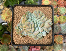 Echeveria 'Elegans Potosina' Crested 3" Succulent Plant