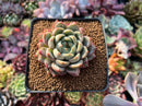 Echeveria 'Monroe' Hybrid 2"-3" Succulent Plant
