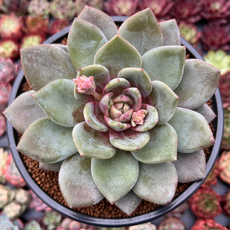 cedar creek farmhouse succulents Echeveria 'German Champaign' 4" Succulent Plant – True Succulents Plant Co