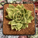 Echeveria Agavoides 'Leopard Maria' Variegated/Mutated 2" Succulent Plant