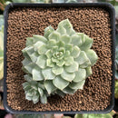 Echeveria 'Olivia' Variegated 2"-3" Succulent Plant