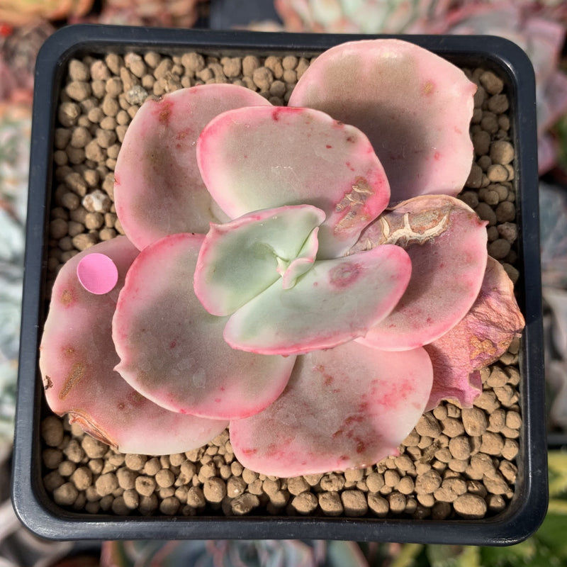 suyeon succulent Echeveria 'Suyeon Frill' Variegated 2" Succulent Plant – True Succulents Plant Co