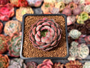 Echeveria 'Pink Stella' 1"-2" Succulent Plant