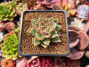 Echeveria Agavoides 'Cass' 2" Succulent Plant
