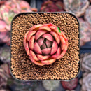 Echeveria 'Elouise' 1" New Hybrid Succulent Plant