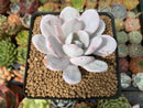 Echeveria 'Laui' 2" Powdery Succulent Plant