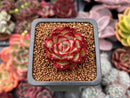 Echeveria sp. 1" Succulent Plant