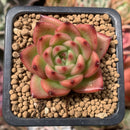 Echeveria Agavoides 'Chalstone' 1" Succulent Plant