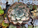 Echeveria 'Cuspidata v. Parrasensis' 4"-5" Succulent Plant