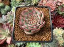 Echeveria 'Marcel' 1”-2" Succulent Plant