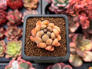 Echeveria 'Pink Top' 1" Small Succulent Plant