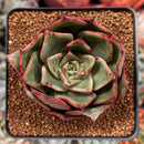 Echeveria Agavoides 'Firebird' 2" Succulent Plant