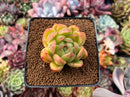 Echeveria Agavoides 'Jillian' 2" Succulent Plant