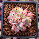 Echeveria 'Marcel' 2" Cluster Succulent Plant