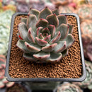 Echeveria 'Beauty Lily' 2" Air Magic Hybrid Succulent Plant