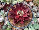Echeveria Agavoides 'Luming' 5" Large Succulent Plant