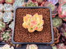 Echeveria sp. 1" Succulent Plant