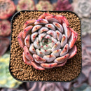 Echeveria 'Mata' 1"-2" Succulent Plant