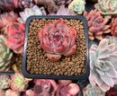 Echeveria 'Kerlean' 1" Succulent Plant