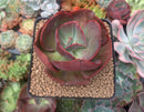 Echeveria 'Big Red' 2"-3" Succulent Plant