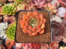 Echeveria 'Raymus' 2" Succulent Plant