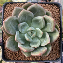 Echeveria 'Champaign' 3"-4" Succulent Plant