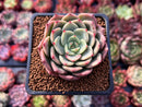 Echeveria 'Belladonna' 2" Succulent Plant