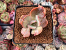 Echeveria 'Berserk' Variegated 2"-3" Cutting Succulent Plant