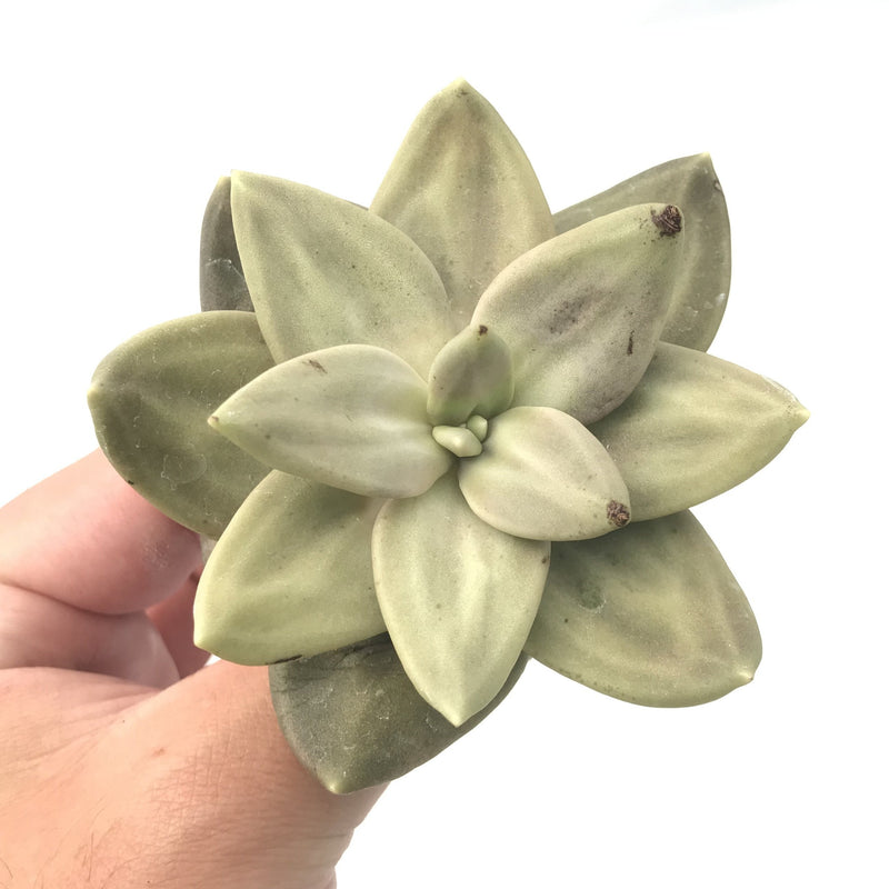 Echeveria 'Xichuensis' 3" Rare Succulent Plant