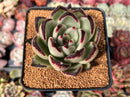 Echeveria Agavoides 'Super Martin' 3" Succulent Plant