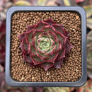 Echeveria Agavoides 'Shani' 1" Succulent Plant