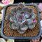 Echeveria 'Purple Stone' 2" Succulent Plant