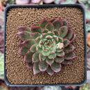 Echeveria Agavoides 'Red Bow' 2" Succulent Plant