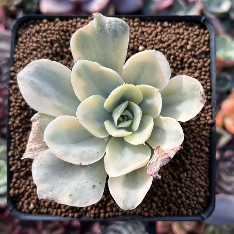 succulent en anglais Echeveria 'Japan Moon River' Variegated 3" Succulent Plant – True Succulents  Plant Co