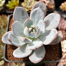 Echeveria 'Cream Sun' 3" Powdery Succulent Plant